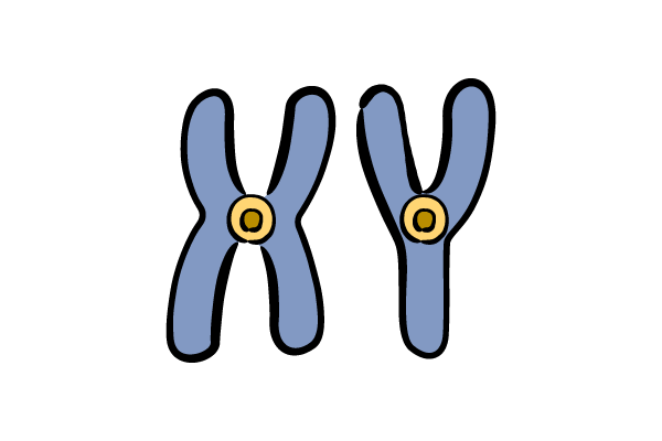 X染色体とY染色体